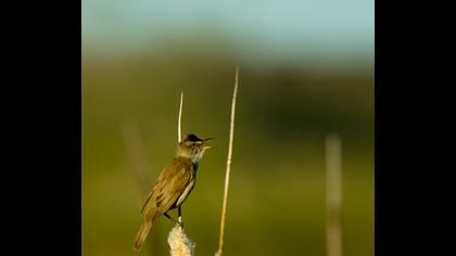 Great Reed Warbler