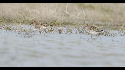 Curlew Sandpiper