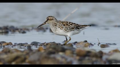 Broad-billed Sandpiper