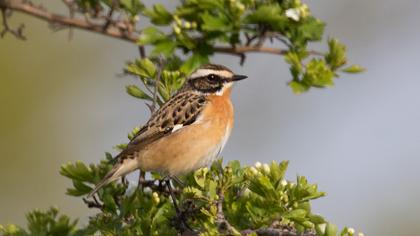 Whinchat
