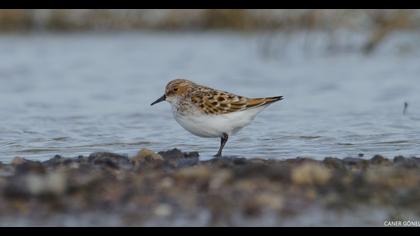 Little Stint