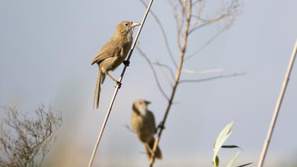 Iraq Babbler
