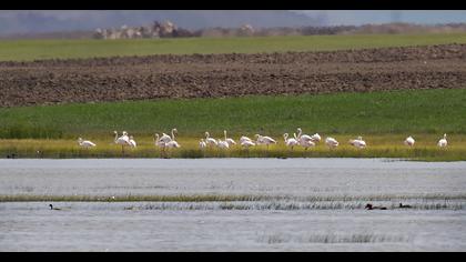 Greater Flamingo