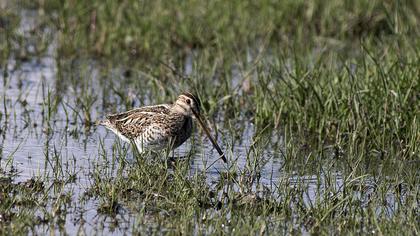 Common Snipe