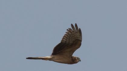 Montagu`s Harrier