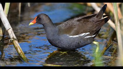 Common Moorhen