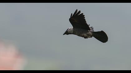 Western Jackdaw