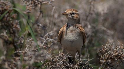 Greater Short-toed Lark