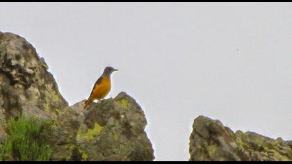 Common Rock Thrush