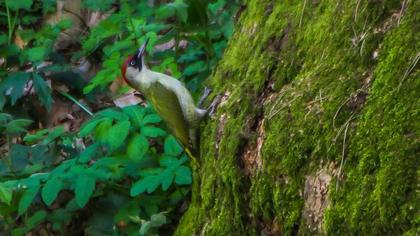European Green Woodpecker