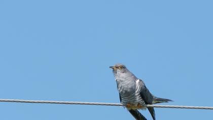Common Cuckoo