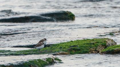 Kentish Plover