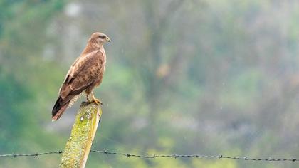 Common Buzzard