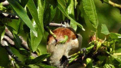 Eurasian Penduline Tit