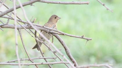 Common Rosefinch