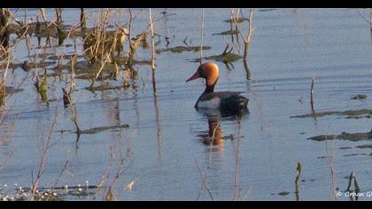 Red-crested Pochard