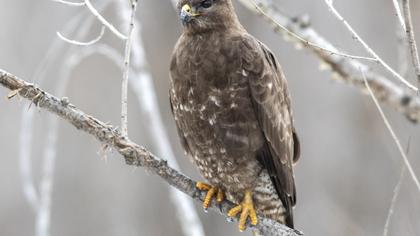 Common Buzzard
