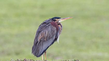 Purple Heron