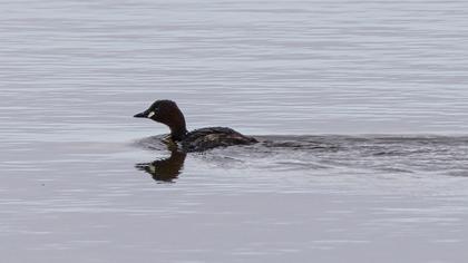 Little Grebe