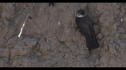 Sand Martin