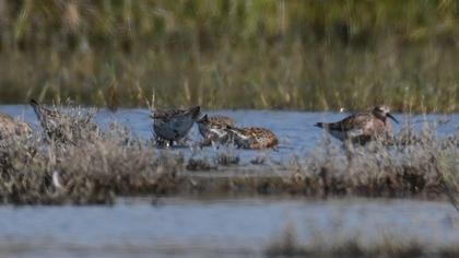 Curlew Sandpiper