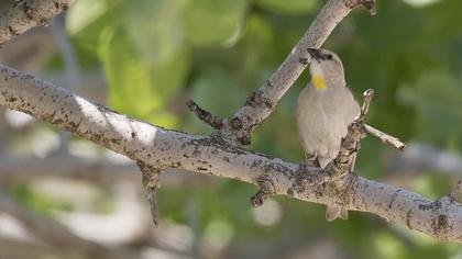Yellow-throated Sparrow