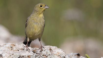 Cinereous Bunting