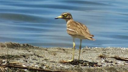 Eurasian Stone-curlew