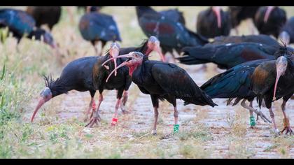Northern Bald Ibis
