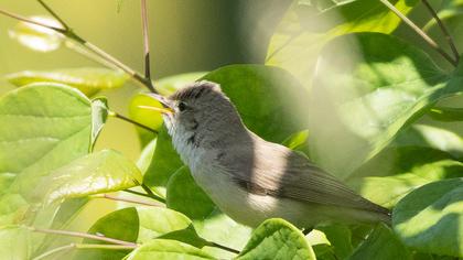 Eastern Olivaceous Warbler