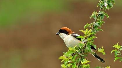 Woodchat Shrike