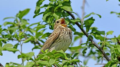 Corn Bunting