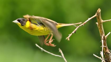 Black-headed Bunting