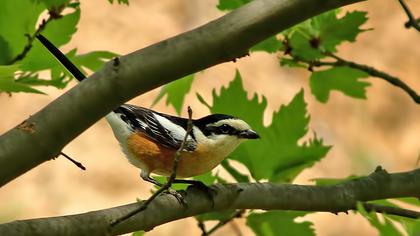 Masked Shrike