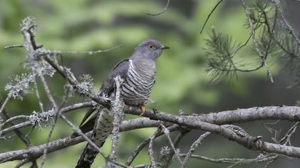 Common Cuckoo