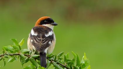 Woodchat Shrike