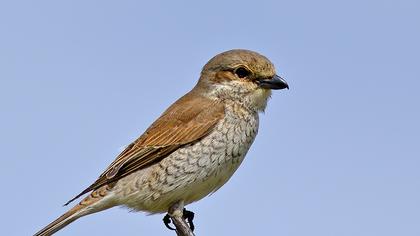 Red-backed Shrike