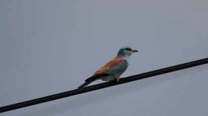 European Roller