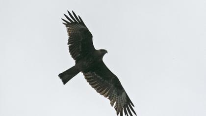 Black Kite