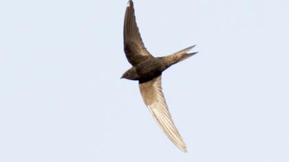 Pallid Swift