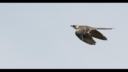 Great Spotted Cuckoo