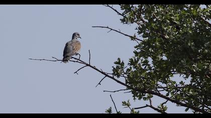 European Turtle Dove