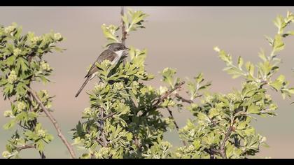 Lesser Whitethroat