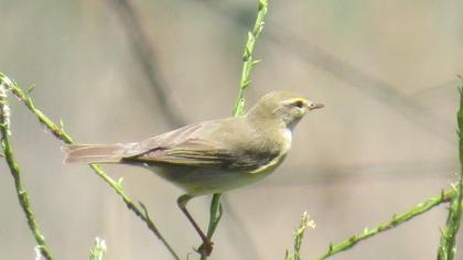 Willow Warbler