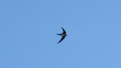 Alpine Swift
