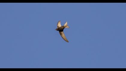 Common Swift