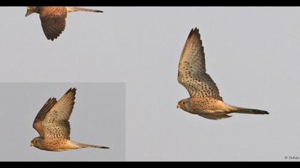 Lesser Kestrel