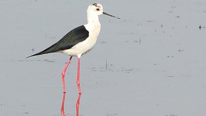 Black-winged Stilt