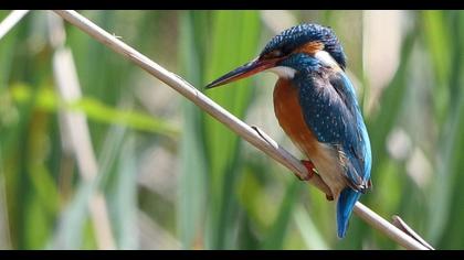 Common Kingfisher