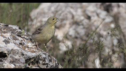 Cinereous Bunting